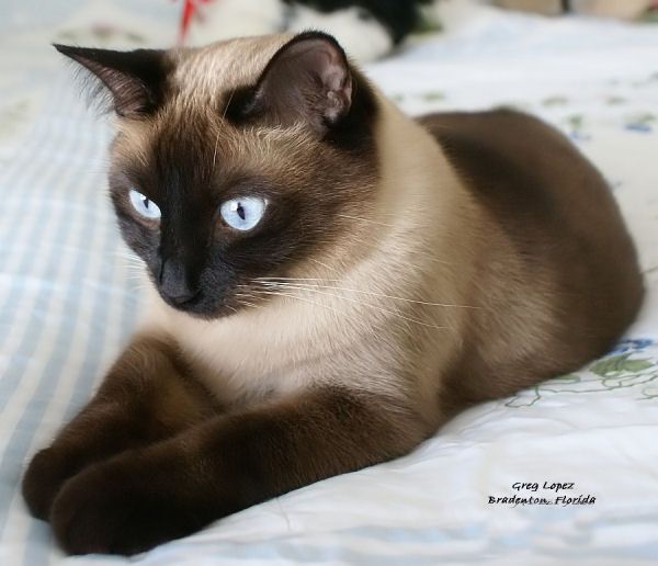 images-d-animal-trop-mimi-page-2
